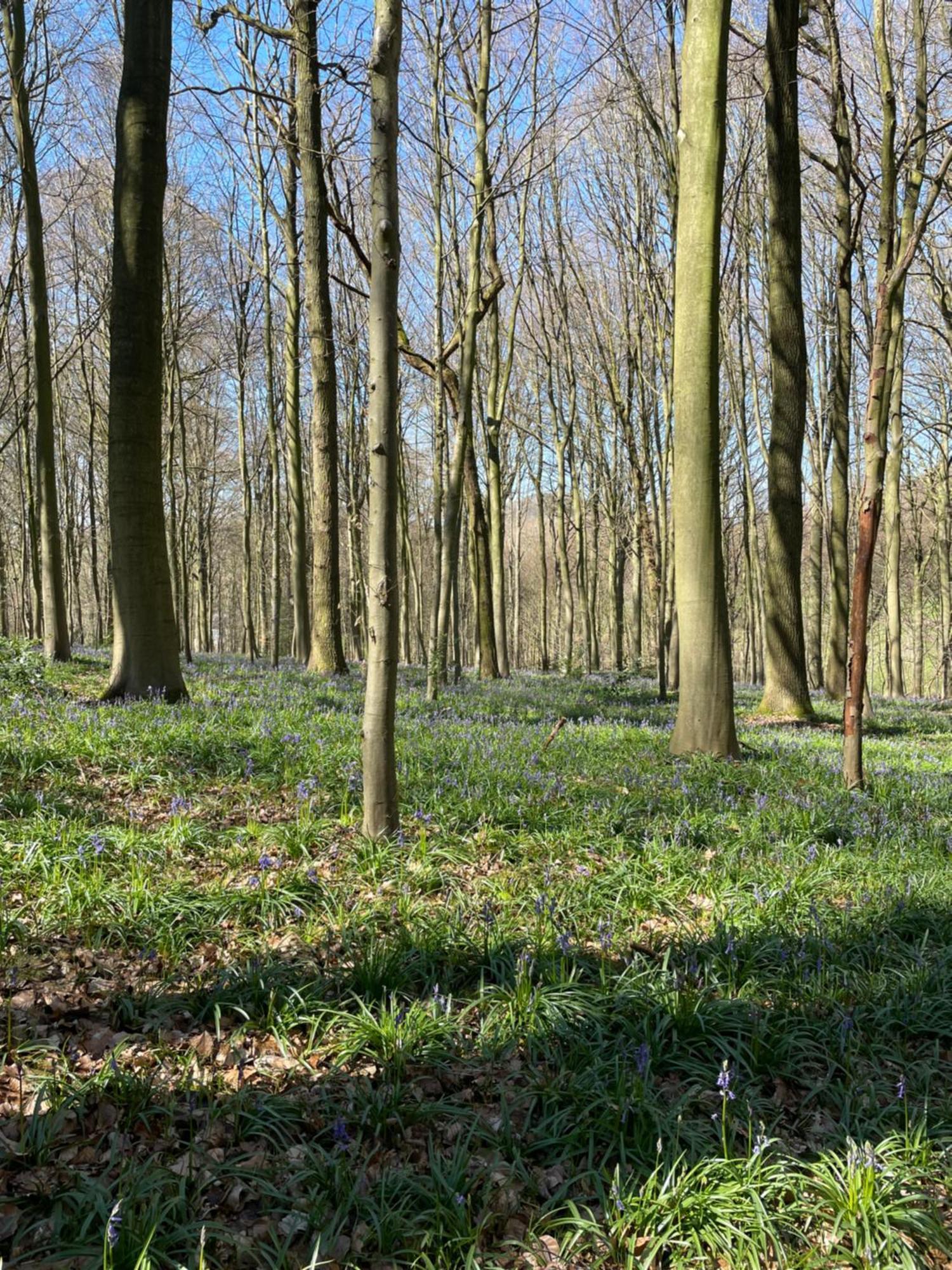 La Canopee Des Arbres, Anna Ellezelles Esterno foto